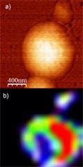 AFM topography image (A) and TERS image (B) of carbon nanotubes.